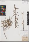 Foto von Salix eleagnos subsp. angustifolia (Cariot) Rech. f.